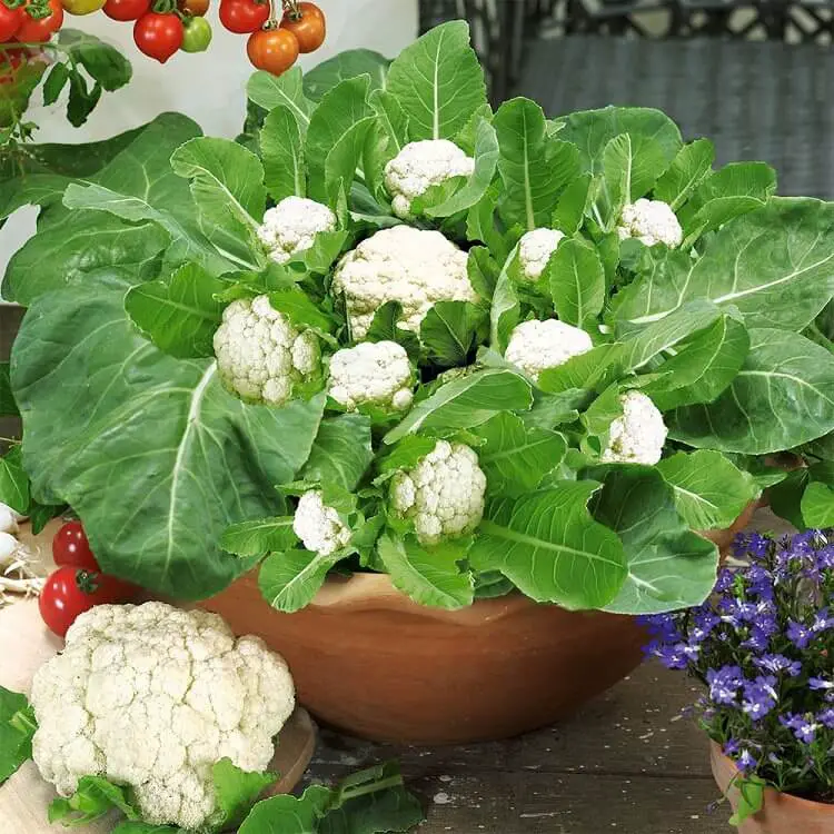Cauliflower in the home garden | vegetables to grow in shade

