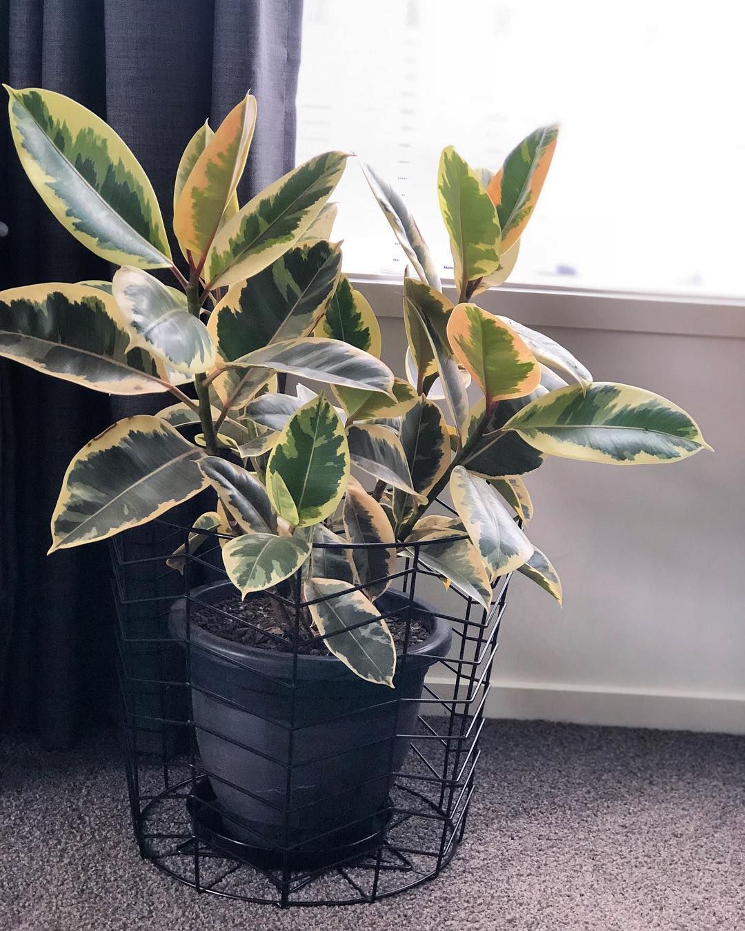 Ficus Tineke Care | How to Care and Grow ? 2 Ficus Tineke Care