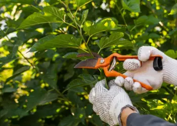Gardener pruning plants with scissors.