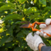 Gardener pruning plants with scissors.