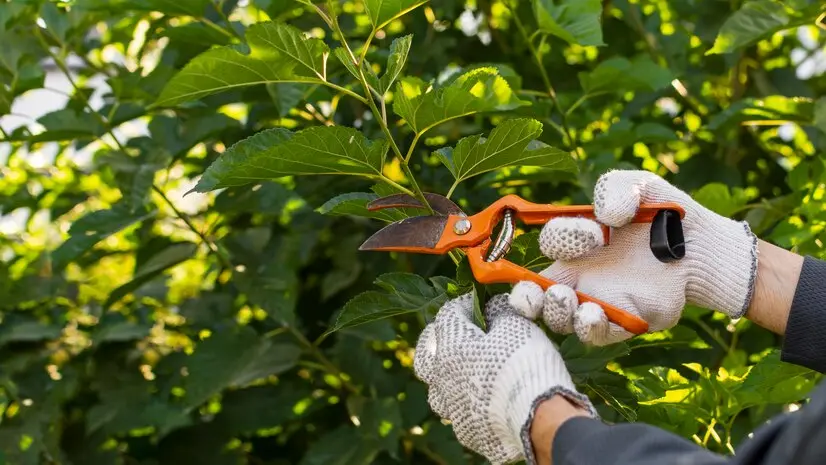Gardener pruning plants with scissors.