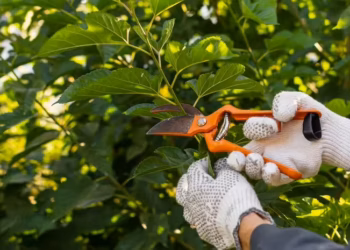 The Best 15 Garden Maintenance Tips (Guiding)