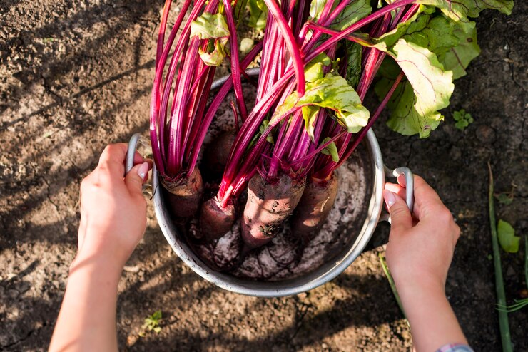 Root Vegetables in the garden
