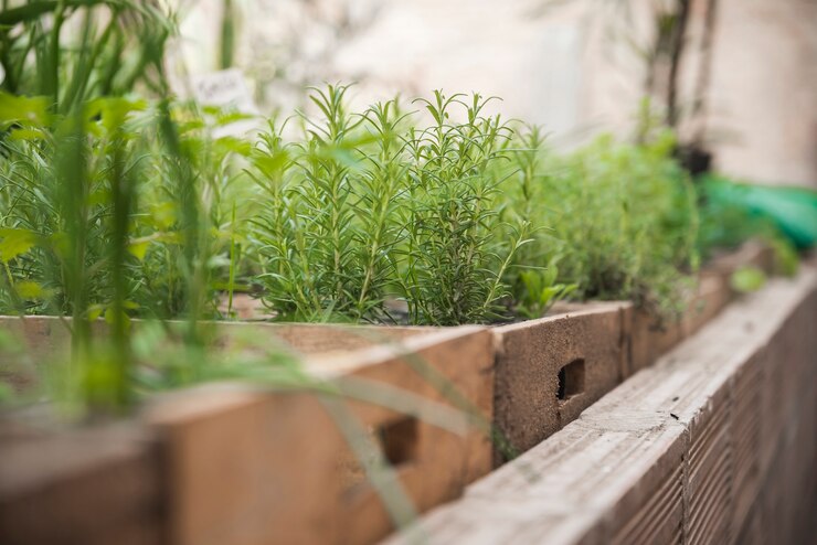 Vegetables To Grow In Shade | Your Ultimate Home Garden