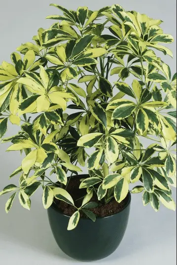 What Is The Easiest Large Houseplants To Keep Alive ? 5 Schefflera| large plants