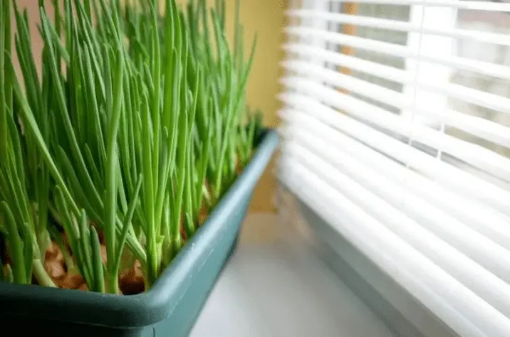 Growing Scallions Indoors 