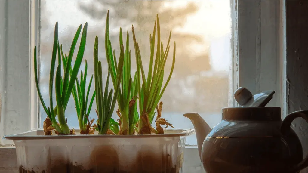 How to Grow Scallions