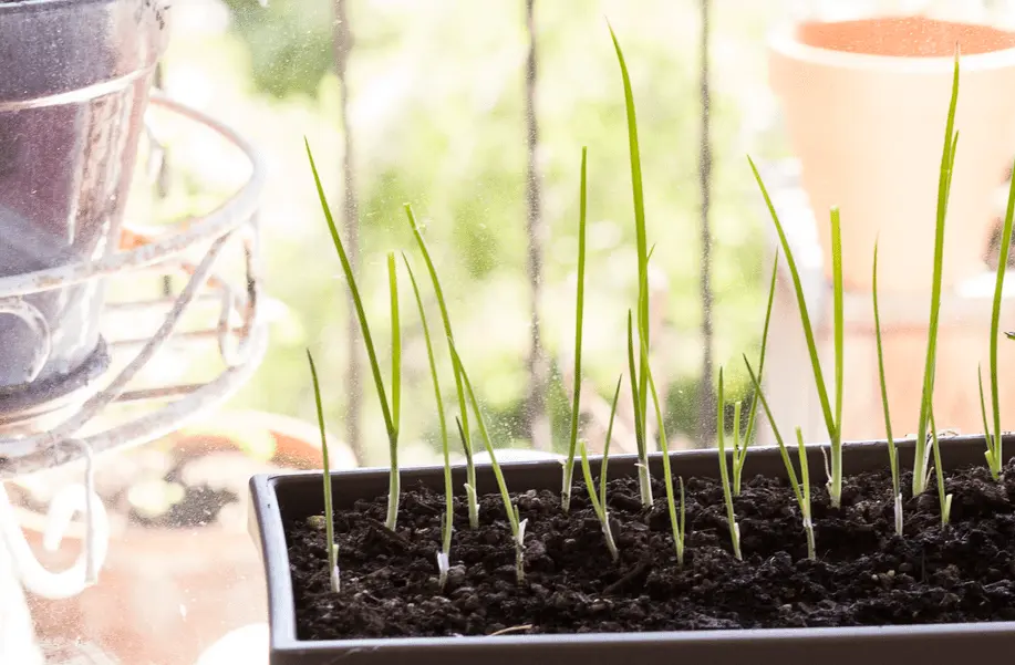 Onions that grow on Top of the Stem