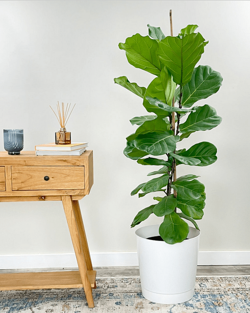 Fiddle Leaf Fig | tall indoor plants
