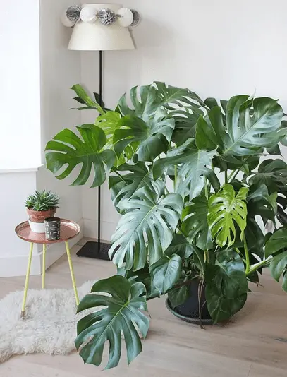 What Is The Easiest Large Houseplants To Keep Alive ? 2 Monstera Deliciosa