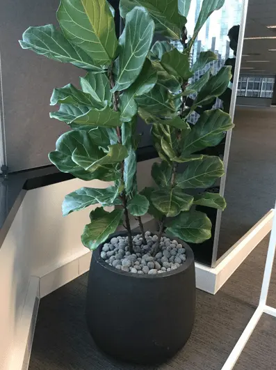 What Is The Easiest Large Houseplants To Keep Alive ? 3 Ficus Lyrata-large houseplant
