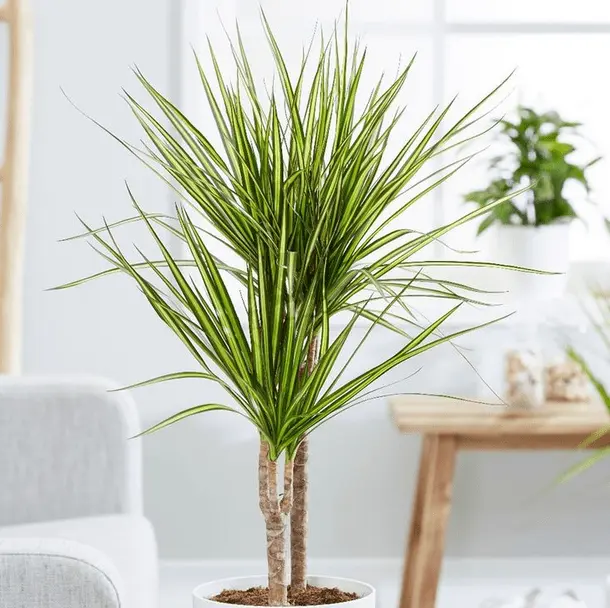 What Is The Easiest Large Houseplants To Keep Alive ? 4 Dracaena Marginata (Dragon Tree)