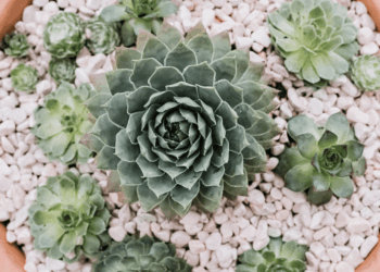 Hens And Chicks Plants Care (The Ultimate Houseplants Guide)