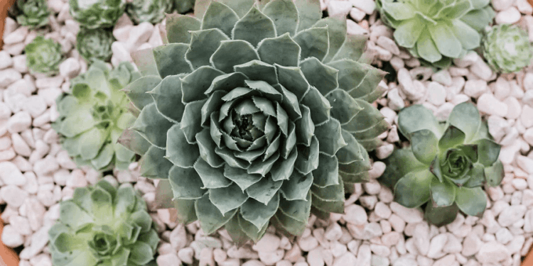 Hens And Chicks Plants Care (The Ultimate Houseplants Guide)