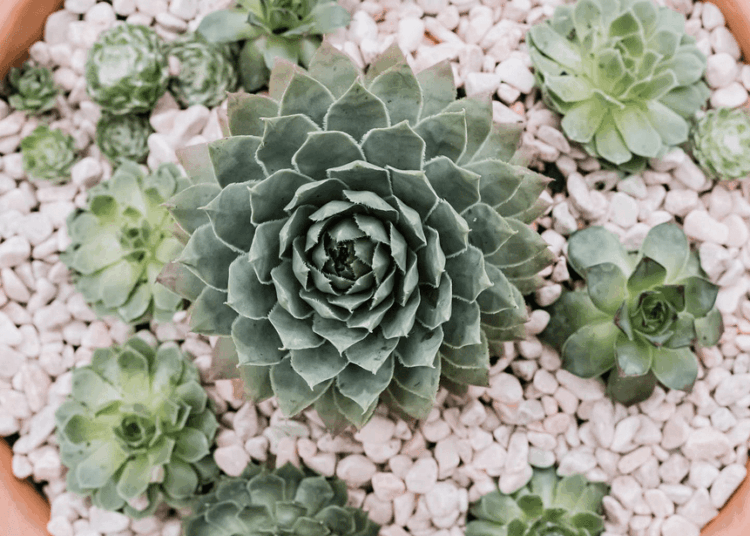 Hens And Chicks Plants Care (The Ultimate Houseplants Guide)