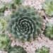 Hens And Chicks Plants Care (The Ultimate Houseplants Guide)