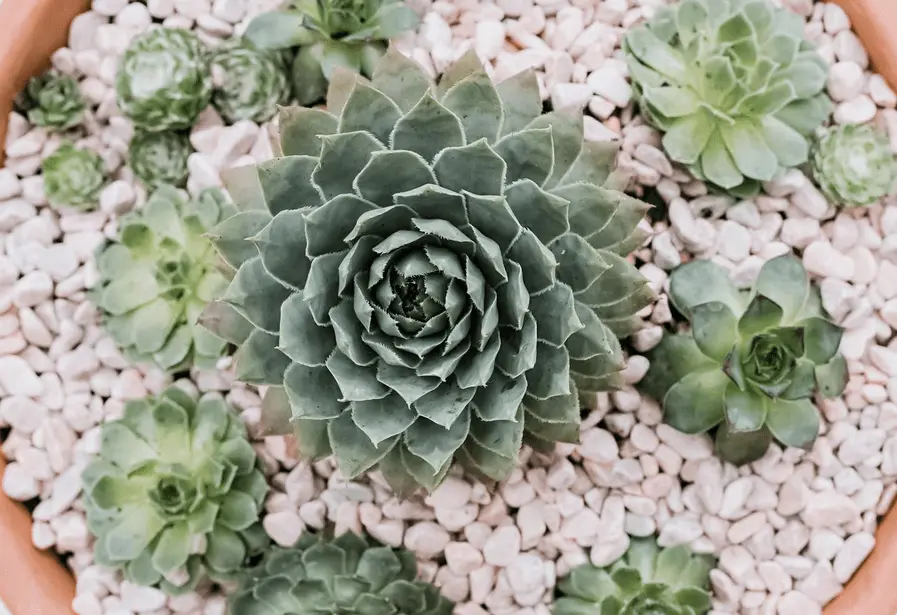 Hens And Chicks Plants Care (The Ultimate Houseplants Guide)