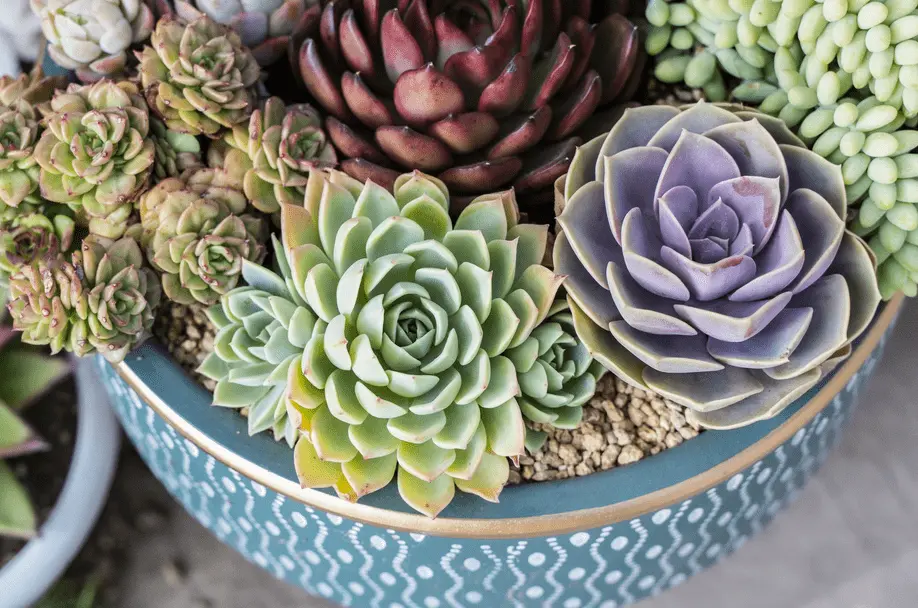 Hens And Chicks Plants Care (The Ultimate Houseplants Guide) 2 How do you care for hens and chicks plants?