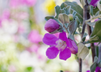Texas Sage Care