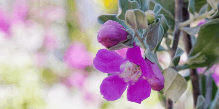 Texas Sage Care