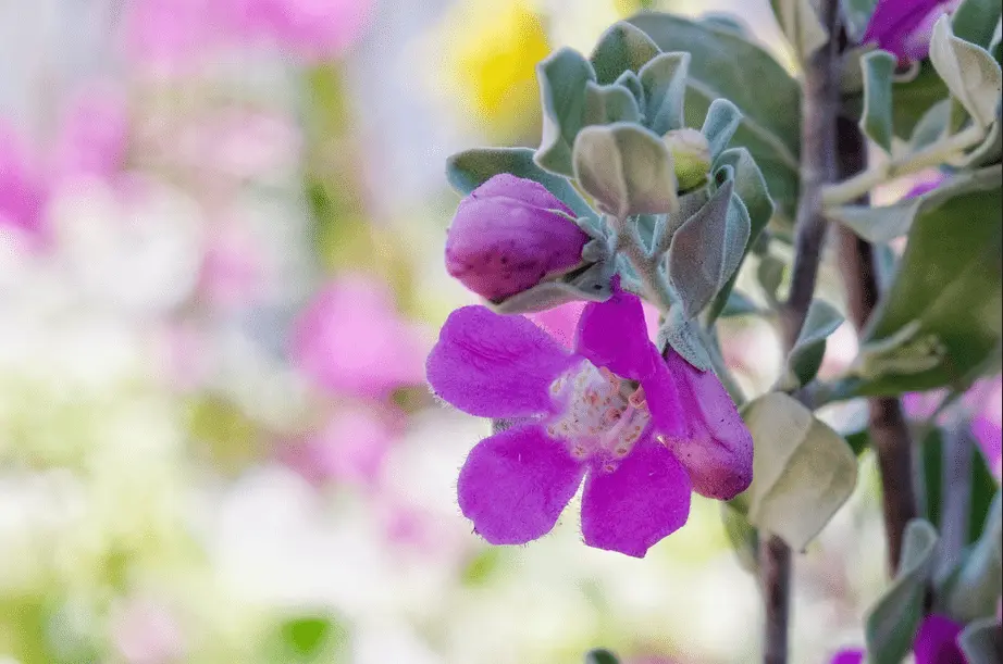 Texas Sage Care