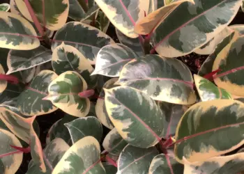 Ficus Tineke Care | How to Care and Grow ?