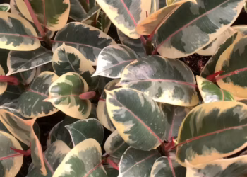 Ficus Tineke Care | How to Care and Grow ?