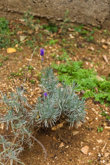 Drought-Tolerant Plants | Garden Maintenance 