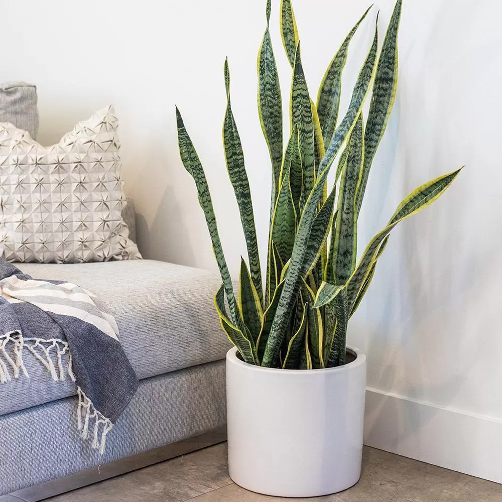 Snake Plant (Sansevieria trifasciata)