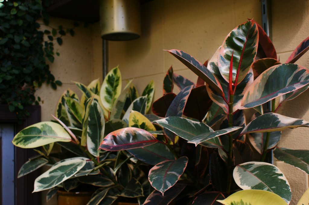 ficus tineke soil
