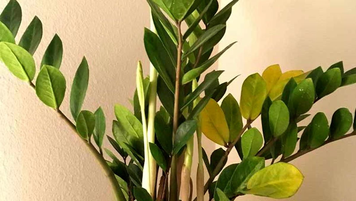  ZZ Plant