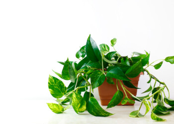 How To Care For A Pothos Plant - Your Ultimate Guide