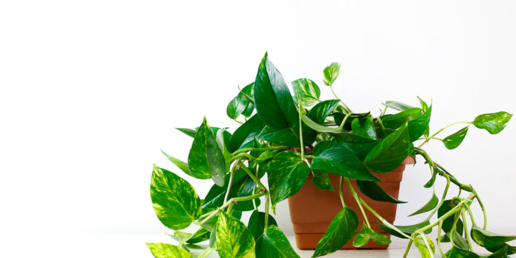 How To Care For A Pothos Plant - Your Ultimate Guide