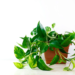 How To Care For A Pothos Plant - Your Ultimate Guide