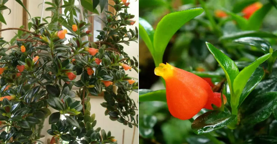 How to Care for Columnea Plants (Goldfish Plants Care ) | All You Need To Know ! 4 Nematanthus wettsteinii (Goldfish Plant)