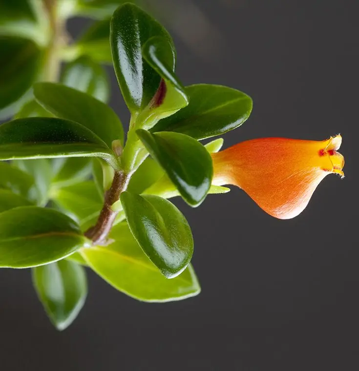 How to Care for Columnea Plants (Goldfish Plants Care ) | All You Need To Know ! 3 Columnea plant care