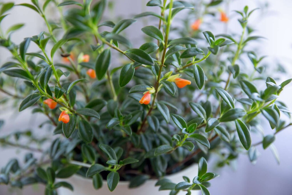 View of Goldfish Plant: A Ultimate Care Guide - The Homey Space