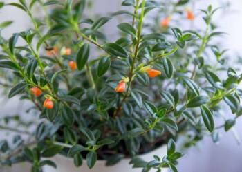 Goldfish Plants Care | All You Need To Know !