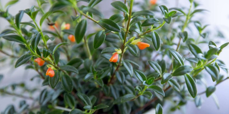 Goldfish Plants Care | All You Need To Know !
