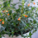 Goldfish Plants Care | All You Need To Know !