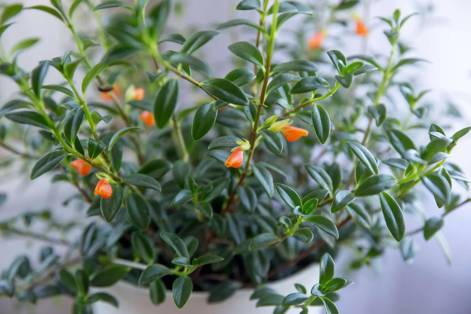 Goldfish Plants Care | All You Need To Know !