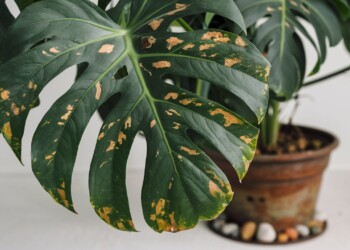 Brown Spots On My Monstera | Why and How to Fix it ?