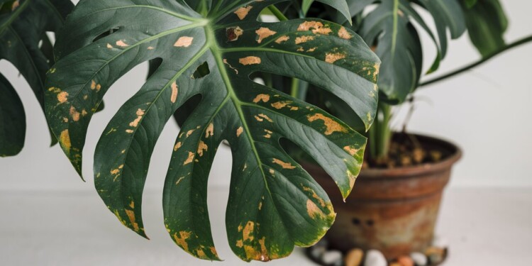 Brown Spots On My Monstera | Why and How to Fix it ?