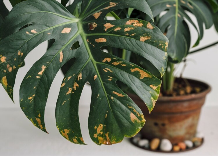 Brown Spots On My Monstera | Why and How to Fix it ?
