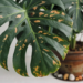 Brown Spots On My Monstera | Why and How to Fix it ?