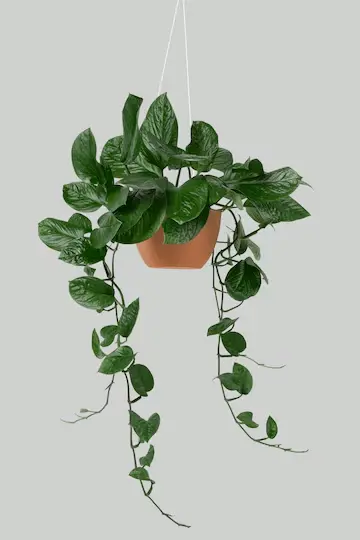 marble queen pothos care