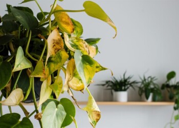 Why Is My Pothos Turning Yellow ? 7 Reasons and How To Fix It