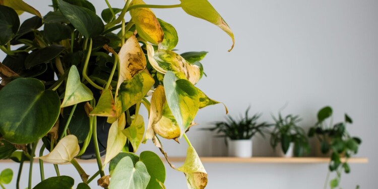 Why Is My Pothos Turning Yellow ? 7 Reasons and How To Fix It