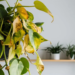 Why Is My Pothos Turning Yellow ? 7 Reasons and How To Fix It