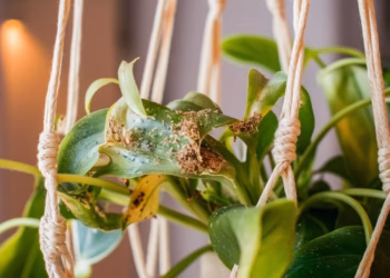 Spider Mites: How To Get Rid Of Them Effectively-What is the fastest way ?